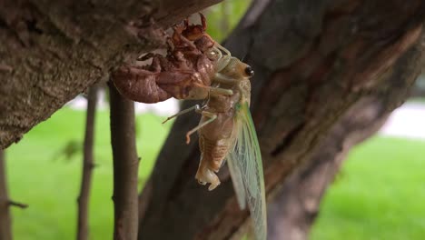 brood x cicada sitting on tree in michigan, close up view