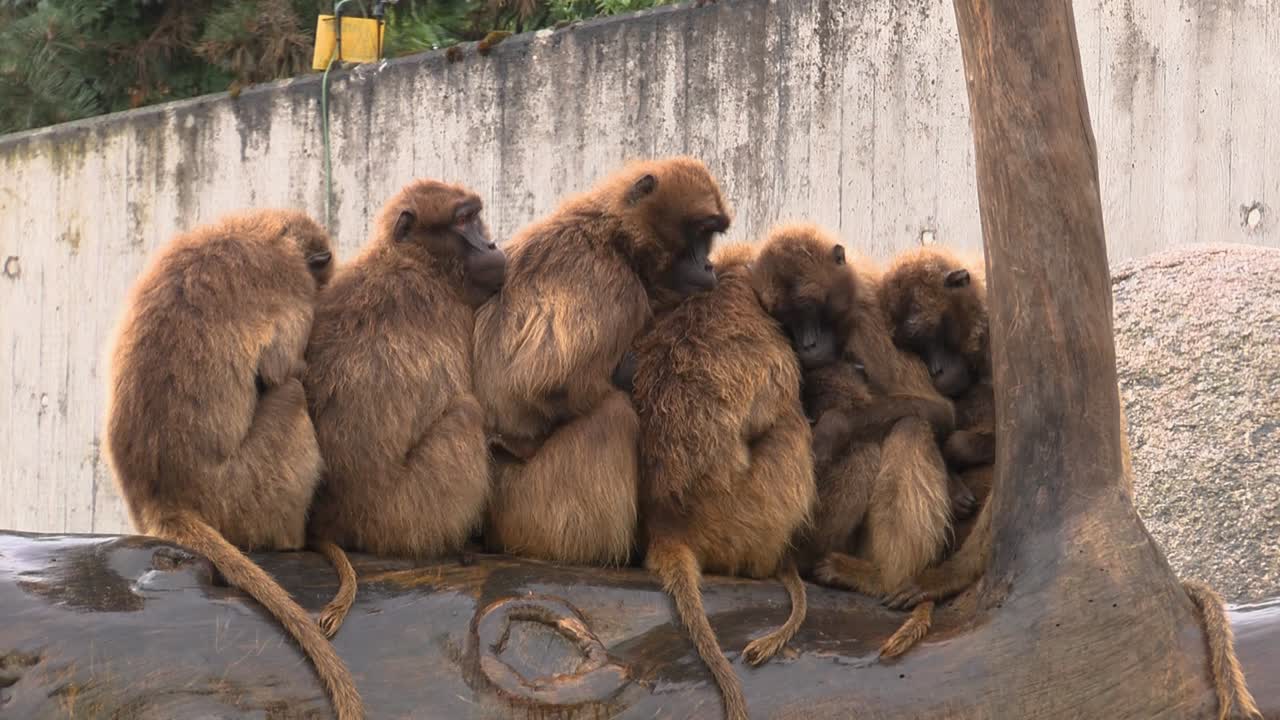 grupos de monos calentándose unos a otros de la lluvia en el zoológico