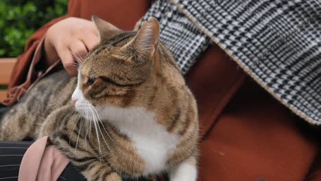 woman petting a cute tabby cat