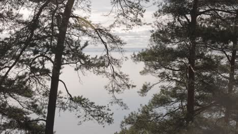 vista del lago vattern a través de los árboles del bosque en suecia