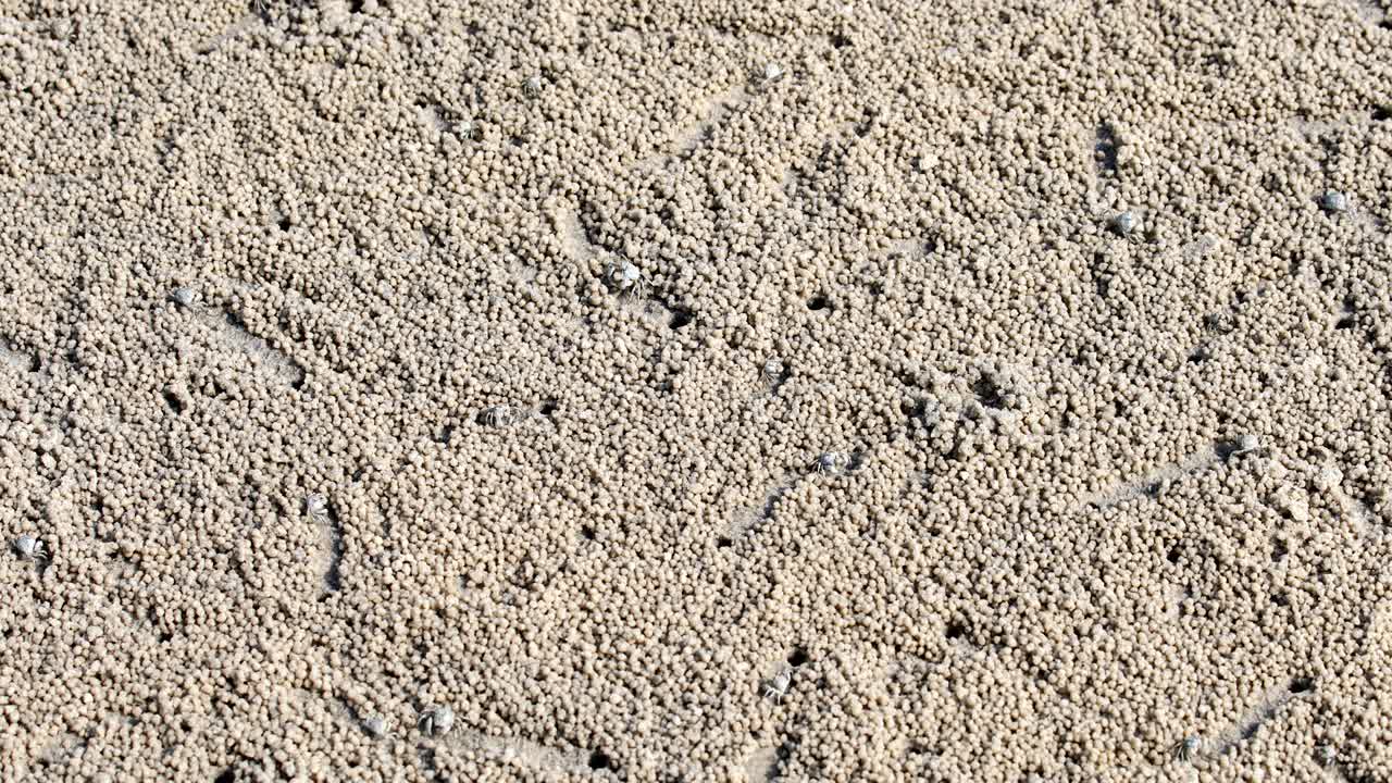 모래 버블러 크래브, 먹는 동안 모래 공을 만드는 작은 크래브.