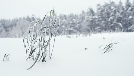 Winterdetailhintergrund-Mit-Raureif-Auf-Grashalmen-Und-Textraum