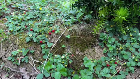 Fresas-Silvestres-Rojas-En-El-Bosque-Naturaleza-Paisaje-De-Recolección-De-Frutas-En-La-Naturaleza-Recolección-De-Alimentos-Adornar-Decoración-Microverde-Vegetación-Flora-Jardinería-Dulce-Delicioso-Paisaje-En-Irán-Gilan-Hyrcanian