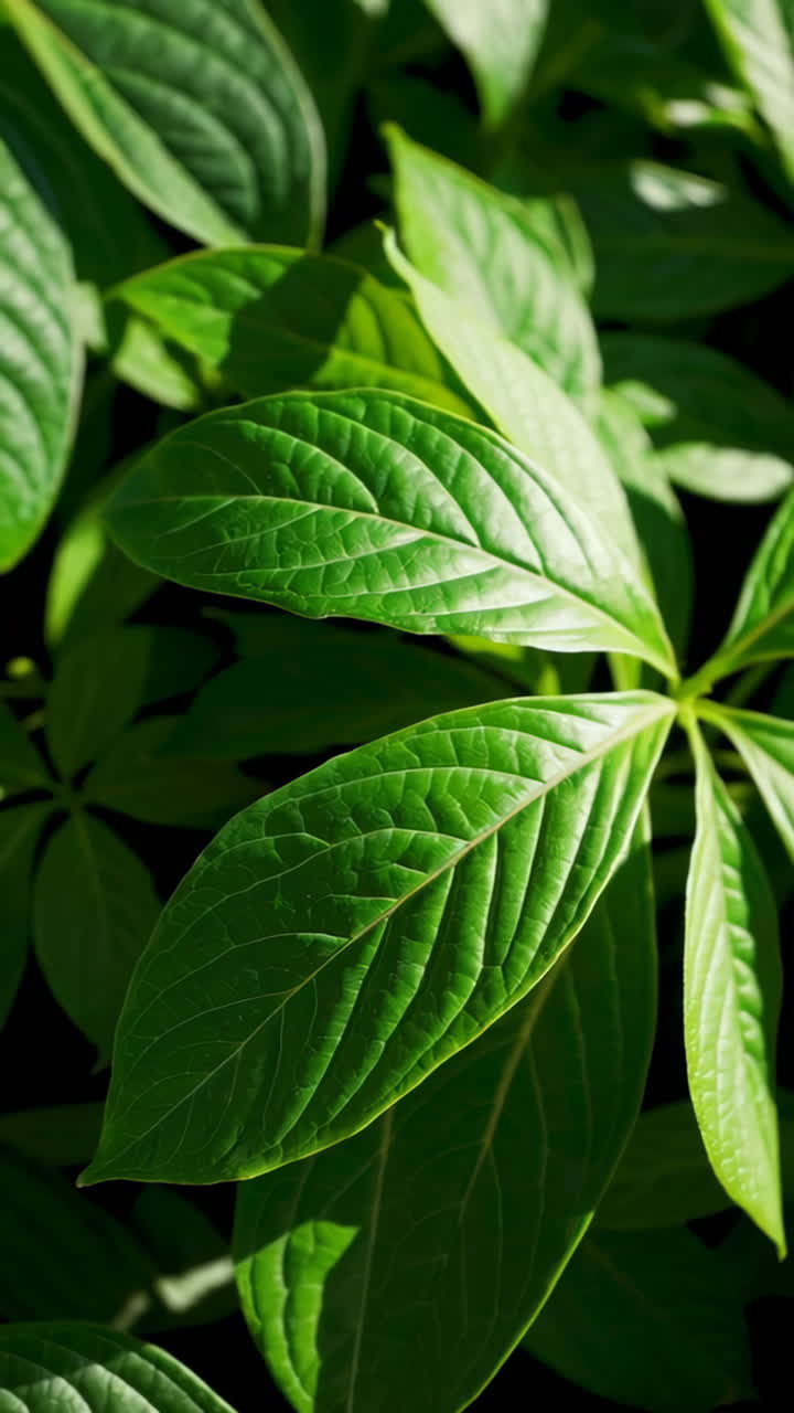 primer plano de hojas verdes vibrantes