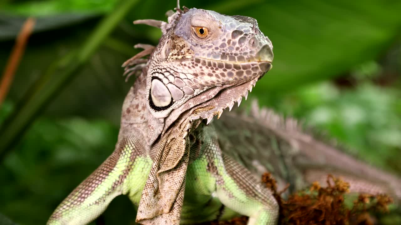портрет зеленой игуаны