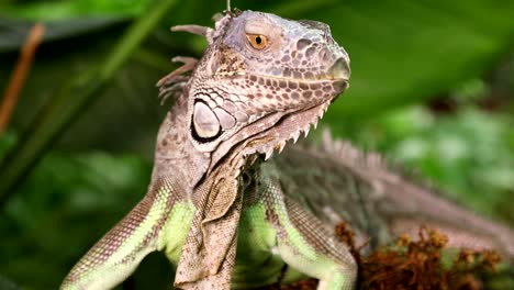 retrato de la iguana verde