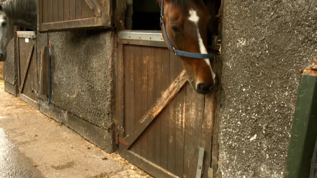 Clever horse opening the stable