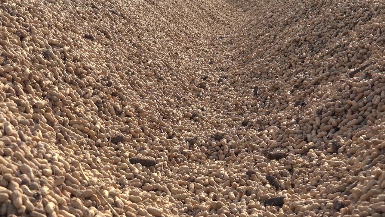 Large Pile of Harvested Peanuts in Shell