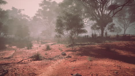 misty forest in australia