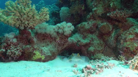 Blue-Spotted-Stringray-puffs-in-the-sand