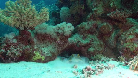 bocanadas de rayas con manchas azules en la arena