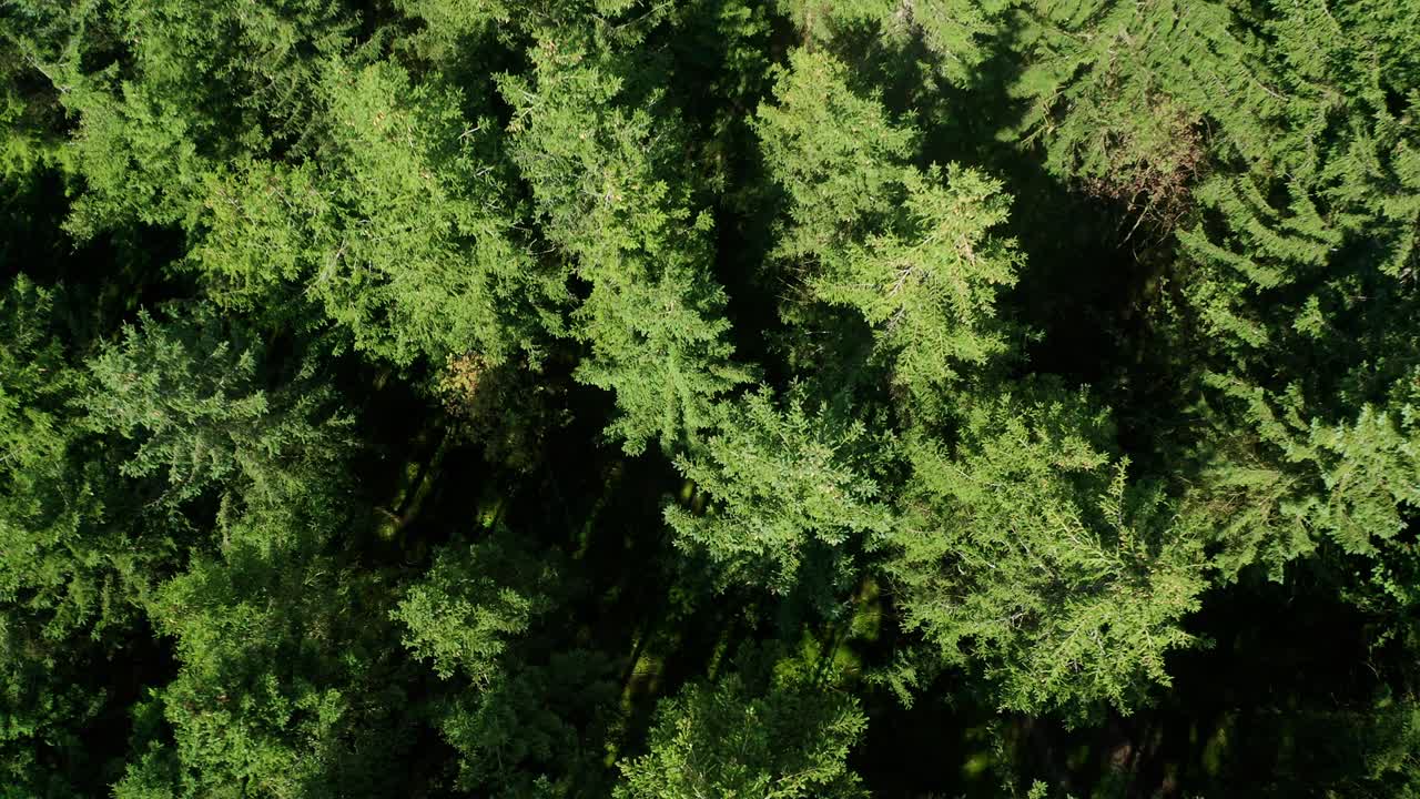 上から下まで円形で撮影された針の森