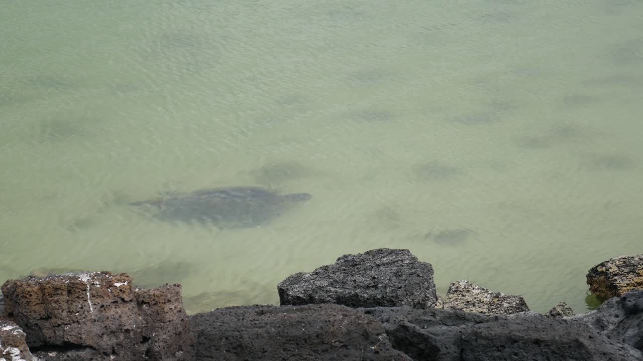 갈라파고스 섬에서 수영하는 바다 거북