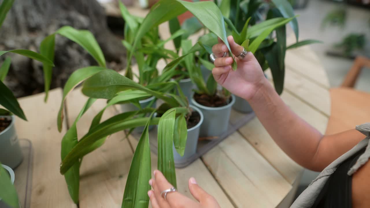Indoor orchids being handled