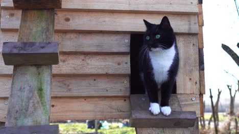 Gato-De-Ojos-Verdes-Parado-En-Una-Casa-De-Madera-Para-Gatos-Al-Aire-Libre,-Mira-A-Tu-Alrededor-Y-Aléjate