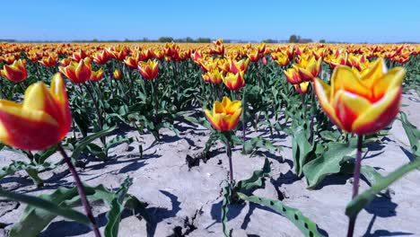 Alas-De-Fuego-De-Tulipanes-Con-Flores-De-Lirio-Con-Elegantes-Pétalos-Rojos-Y-Amarillos,-Que-Florecen-En-El-Parque-En-Hoeksche-Waard,-Países-Bajos