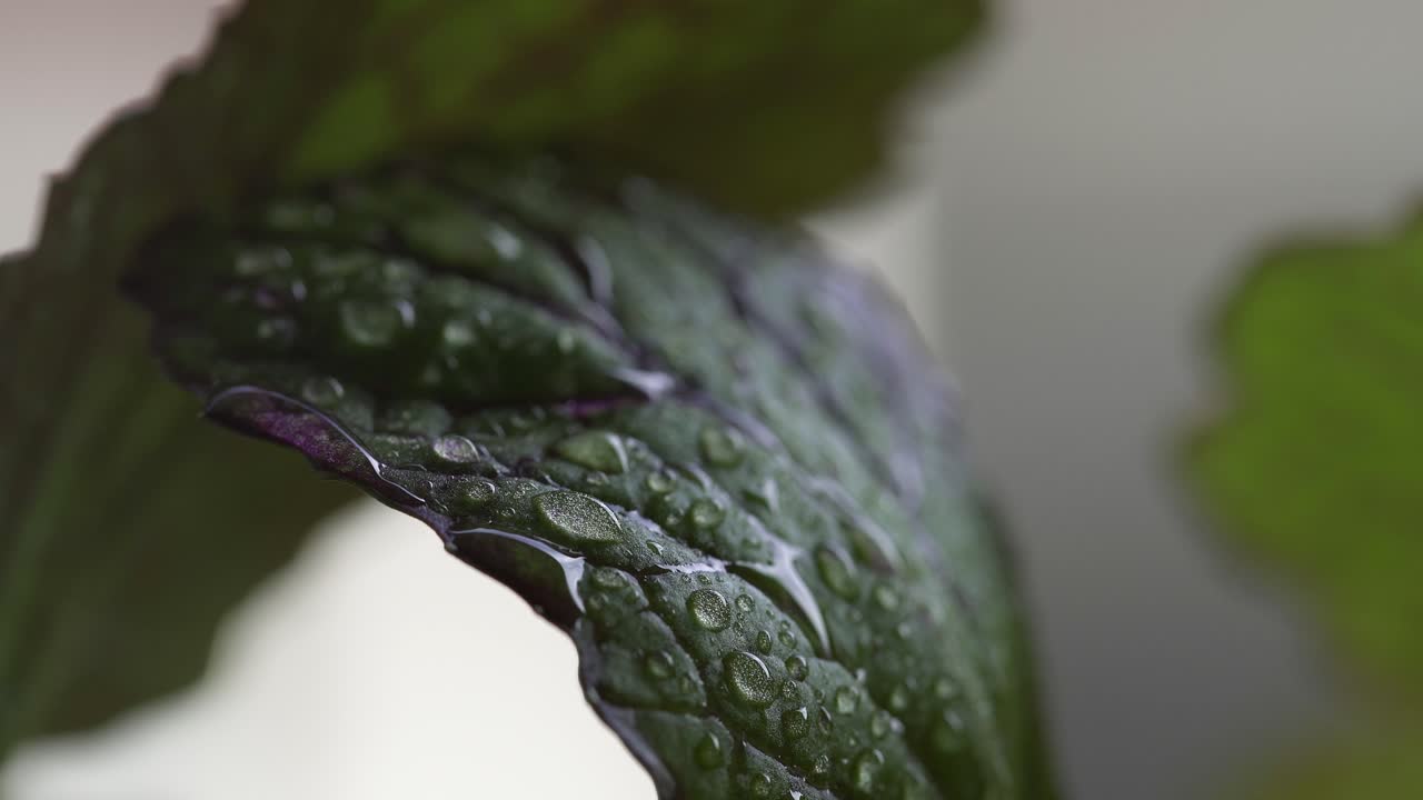 gotas de agua brillan sobre una hoja verde mostaza, 4k