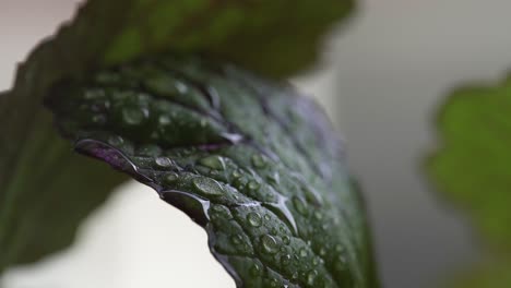 water droplets glisten on top of a mustard green leaf, 4k