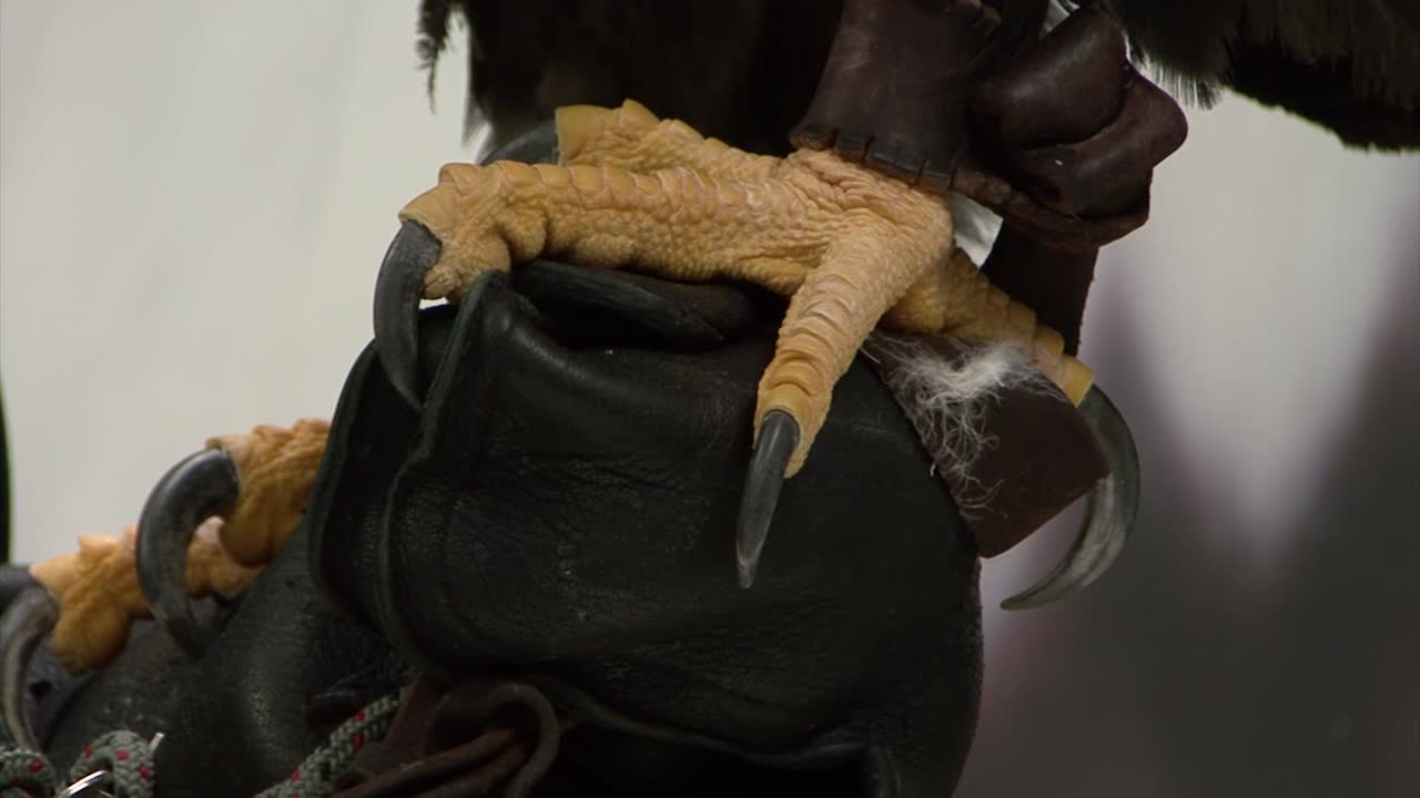 primer plano de las garras de un águila calva joven