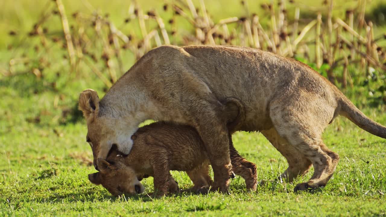 slow motion shot van speelse jonge leeuwenkinderen die spelen, opgewonden energie van schattige afrikaanse dieren in het masai mara national reserve, kenia, afrika safari dieren in masai mara north conservancy