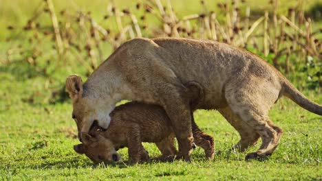 slow motion shot of playful young lion cubs play, excited energy of cute african wildlife in maasai mara national reserve, kenya, africa safari animals in masai mara north conservancy