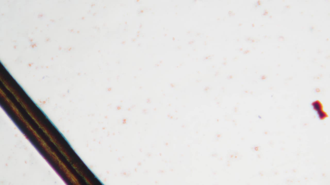 Microscopic View of Human Hair Strands Under Magnification