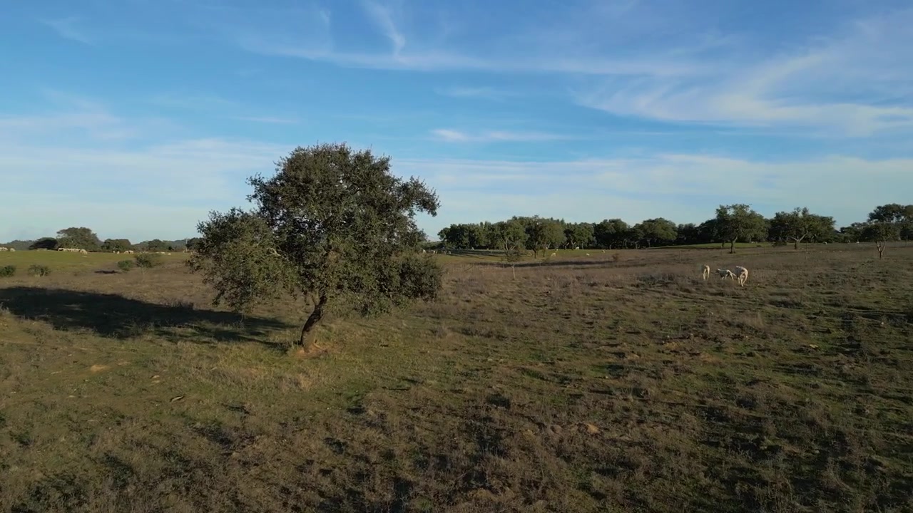 Portekiz, Alentejo Kırsal Tepeleri Manzarası ve Koyunlar üzerinde havadan panoramik uçuş