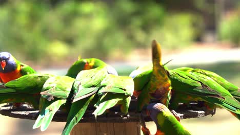 una bandada de loros arcoíris de colores brillantes se reúne alrededor del comedero, mordisqueando ansiosamente el dulce néctar y llenando el aire con su alegre canto y aleteo de alas