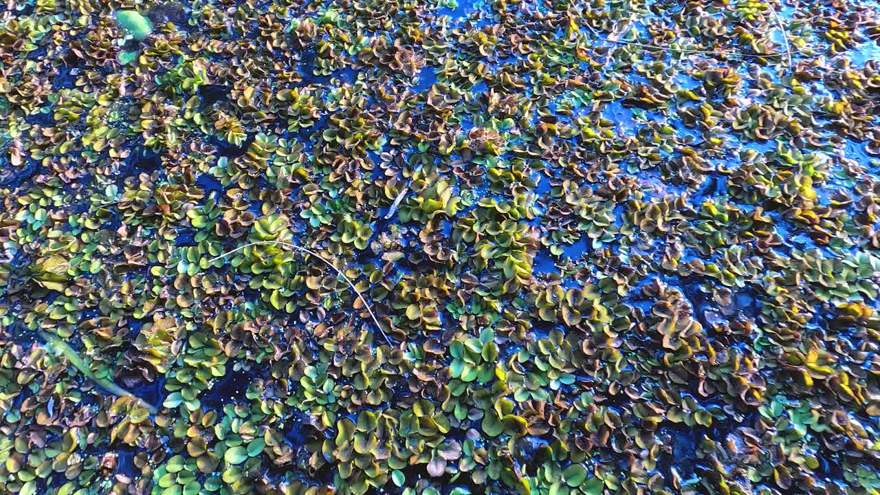 연못의 잎과 물 식물