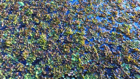 leaves and water plants on a pond