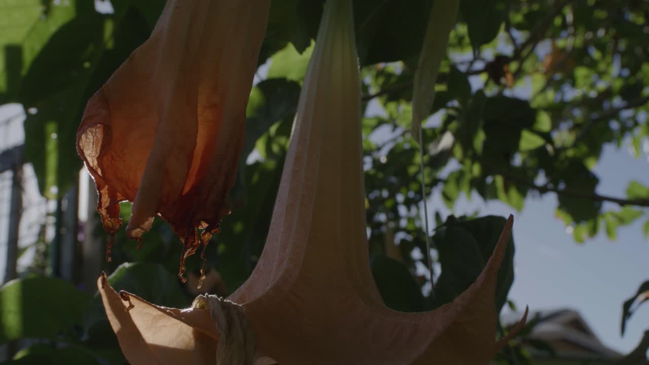 bengala retroiluminada de un árbol de trompeta también conocido como campanas del infierno