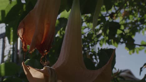 bengala retroiluminada de un árbol de trompeta también conocido como campanas del infierno