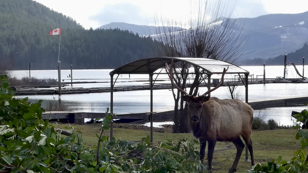 캐나다 국기가 눈 덮인 산들과 바람에 부는 호숫가에 있는 엘크