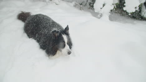 high angle shot of a dog in the snow, paws not visible