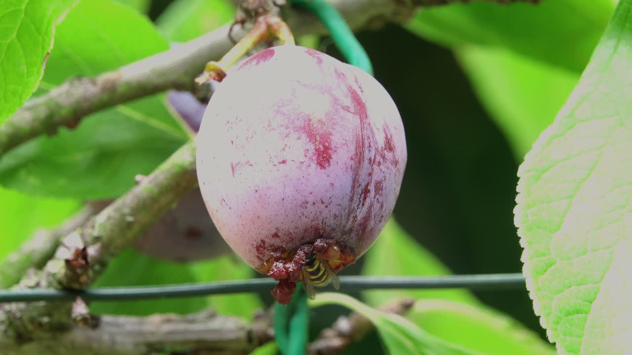 Opal plum hanging on the tree being eaten by a wasp