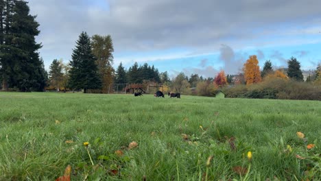 Hunde-Spielen-Frisbee-Im-Grasbewachsenen-Park