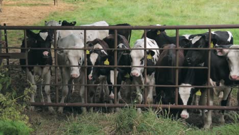 cows playfully gathering at a fence in a field on a cloudy day