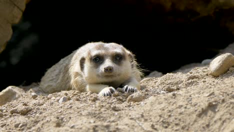 Nahaufnahme-Eines-Niedlichen-Jungen-Erdmännchens,-Das-Bei-Sonnenlicht-Auf-Sand-In-Der-Natur-Liegt