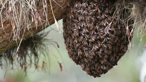 swarming bees under a tree in the forest