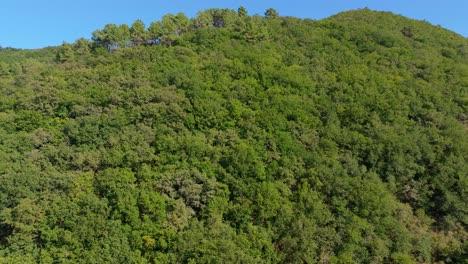 Grüne-Bäume-Im-Bergwald-Im-Sommer