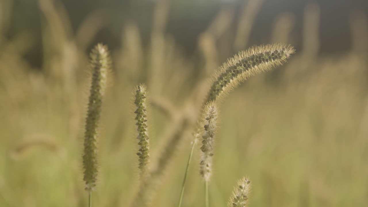 영국 헤이스팅스의 따뜻한 여름날 갈대는 바람에 부드럽게 움직입니다.