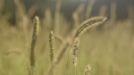 Reeds-softly-move-in-the-wind-on-this-warm-summers-day-in-Hastings,-England