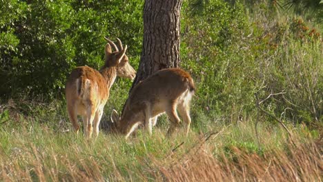 Female-iberian-ibex-with-young-feeding-in-woodland