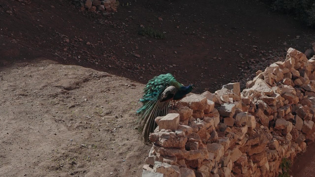 Paon mâle aux plumes de queue déployées, debout sur un mur de pierres sèches dans le Maroc rural.