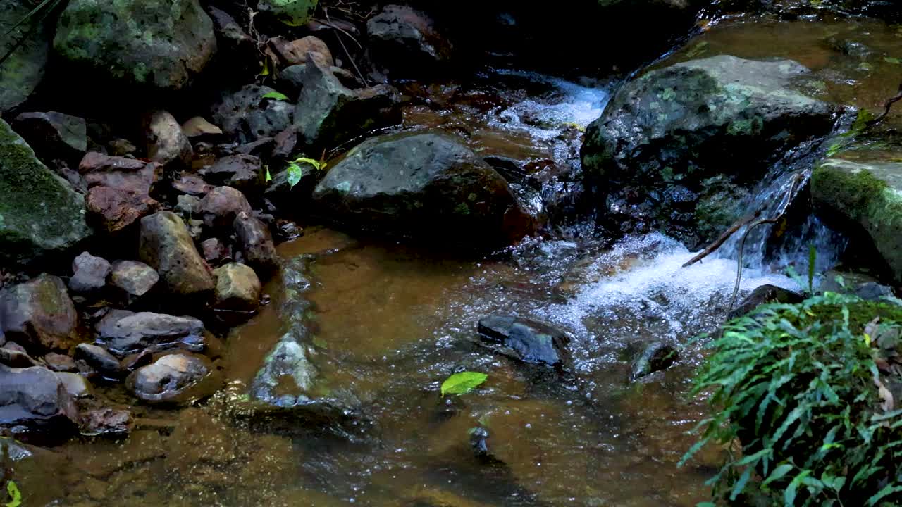 En lav skovbæk strømmer over mosbegroede sten og småsten, omgivet af frodigt grønt. Naturligt dagslys, stabilt kamera, rolig stemning.