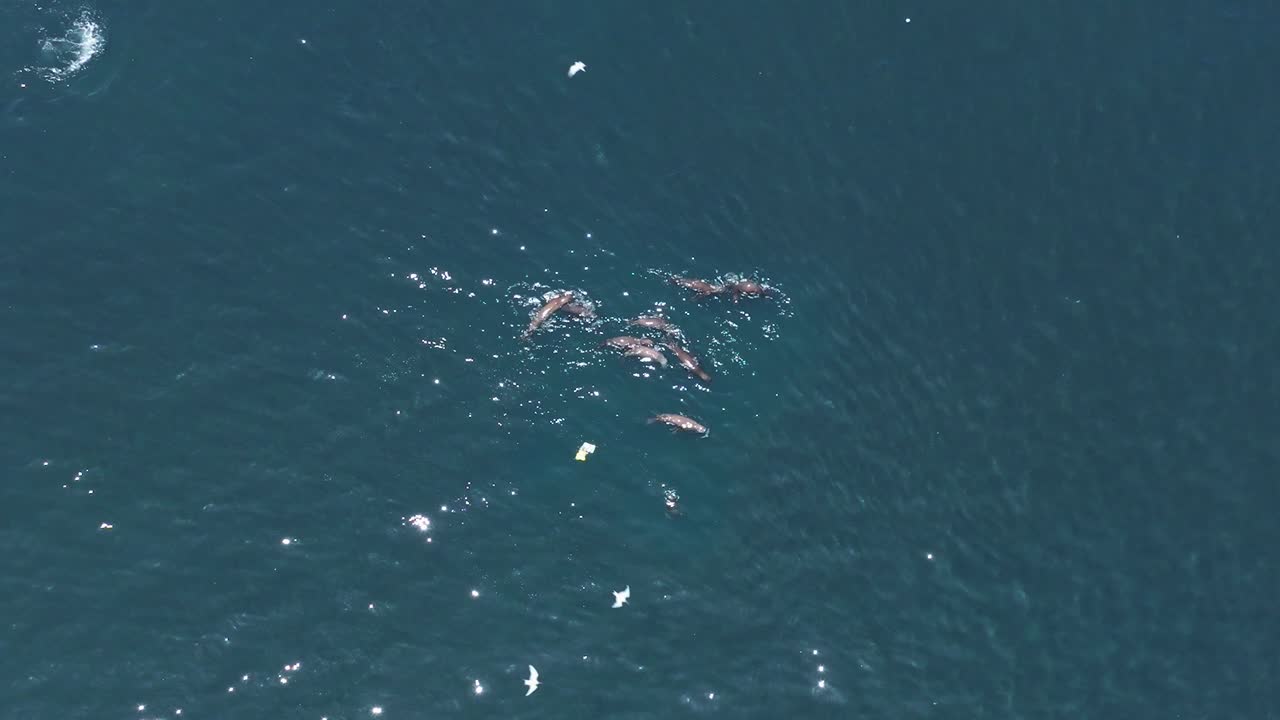 사냥 후 떠다니며 헤엄치는 큰 무리의 바다사자 머리 위로 공중 촬영