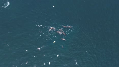 Toma-Aérea-Sobre-Un-Gran-Grupo-De-Leones-Marinos-Flotando-Y-Nadando-Después-De-Cazar