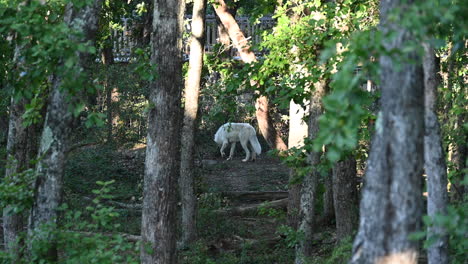 White-polar-wolf-is-standing-a-forest-with-a-lot-of-vegetation,-zoo-enclosure