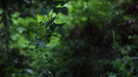 Cinematic-dolly-reveal-of-wet-leaves-swaying-gently-in-the-wind-behind-a-black-fence-in-4k