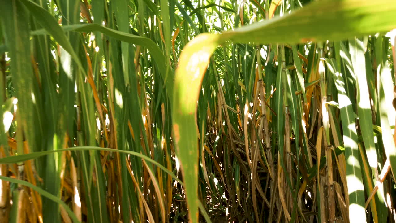 vista en primera persona dentro de una plantación de caña de azúcar, acercamiento